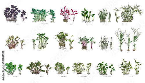A set of different microgreens with names. photo