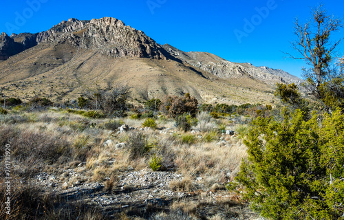 Cacti and yucca plants with tall flower stalks in desert landscape on a sunny day, Guadalupe Mountains National Park