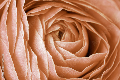 Nahaufnahme von den Blütenblättern einer Rose in Peach Fuzz Pfirsichflaum photo