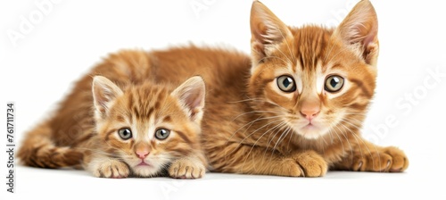 Bornean bay cat and kitten portrait with room for text, ideal for search relevance