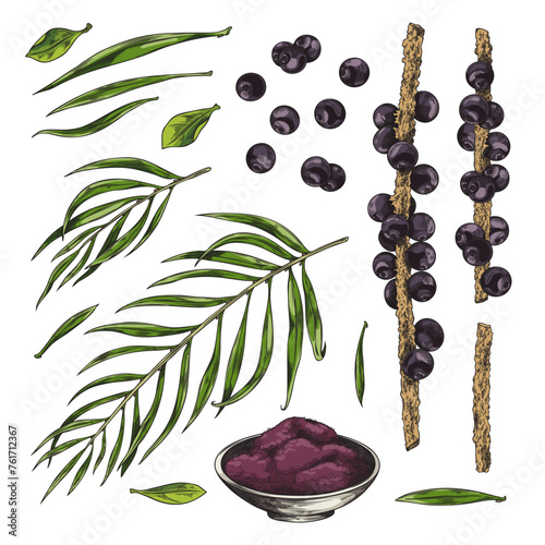 Acai berries and leaves vector hand drawn illustrations set, black berries with foliage, product in a bowl, exotic fruit