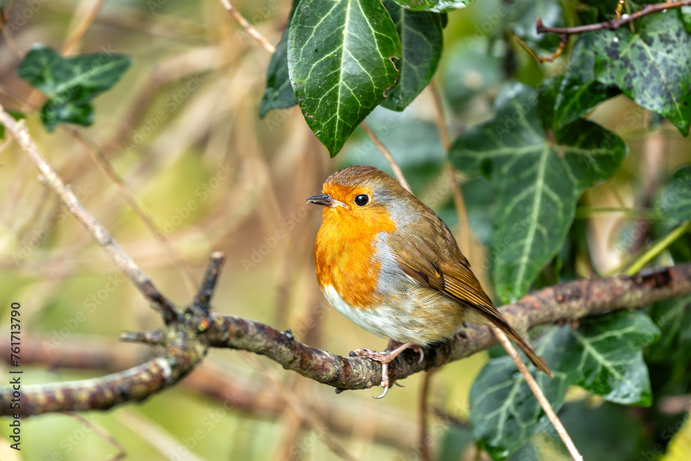 European Robin Red Breast (Erithacus rubecula) in National Botanic Gardens, Dublin, Ireland European Robin Red Breast (Erithacus rubecula) in National Botanic Gardens, Dublin, Ireland