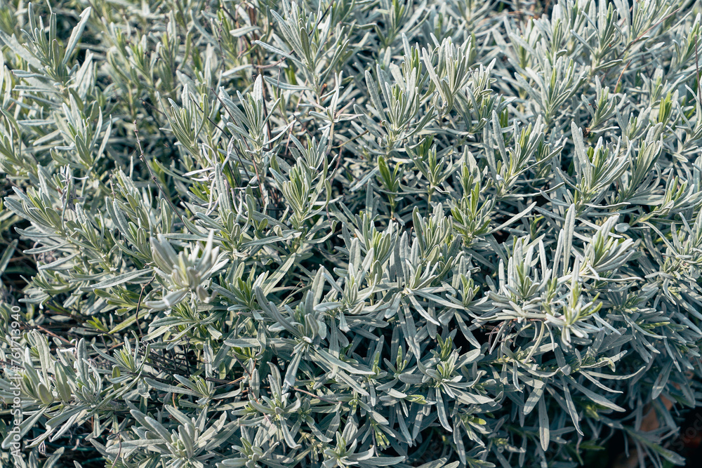 Close up of lavender bush in the garden. Nature background. Close up of lavender bush in the garden. Nature background.