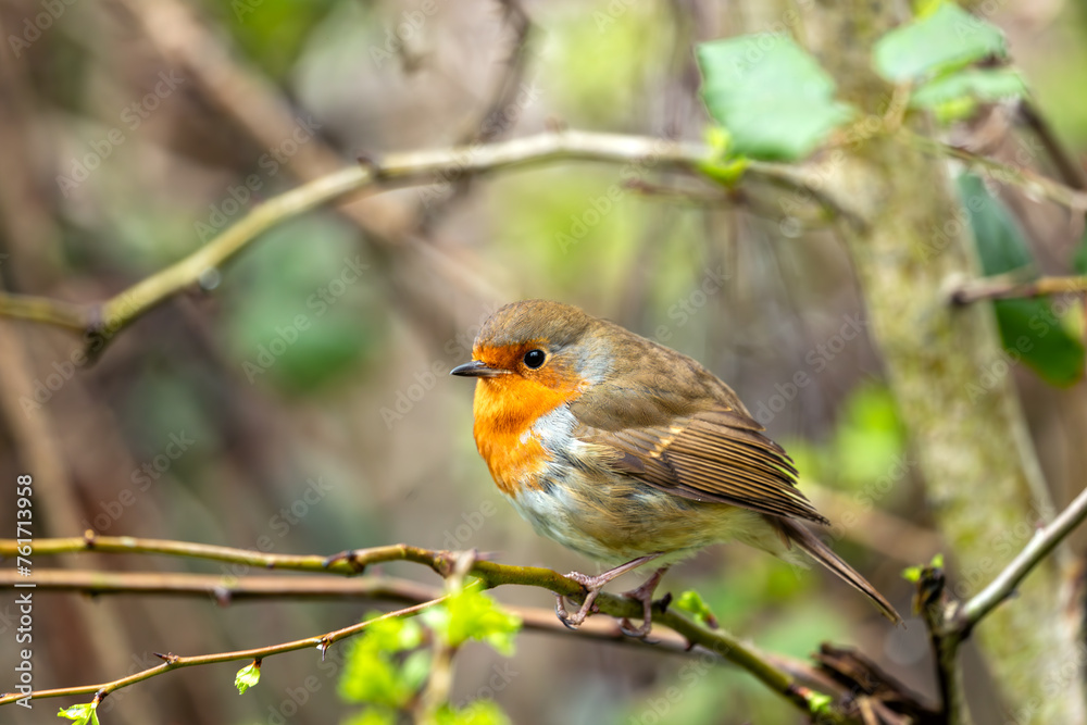 European Robin Red Breast (Erithacus rubecula) in National Botanic Gardens, Dublin, Ireland European Robin Red Breast (Erithacus rubecula) in National Botanic Gardens, Dublin, Ireland