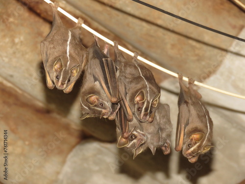 White-lined broad-nosed bat (Platyrrhinus lineatus / morcego de linha branca) in a shelter in an abandoned house in southeastern Brazil photo