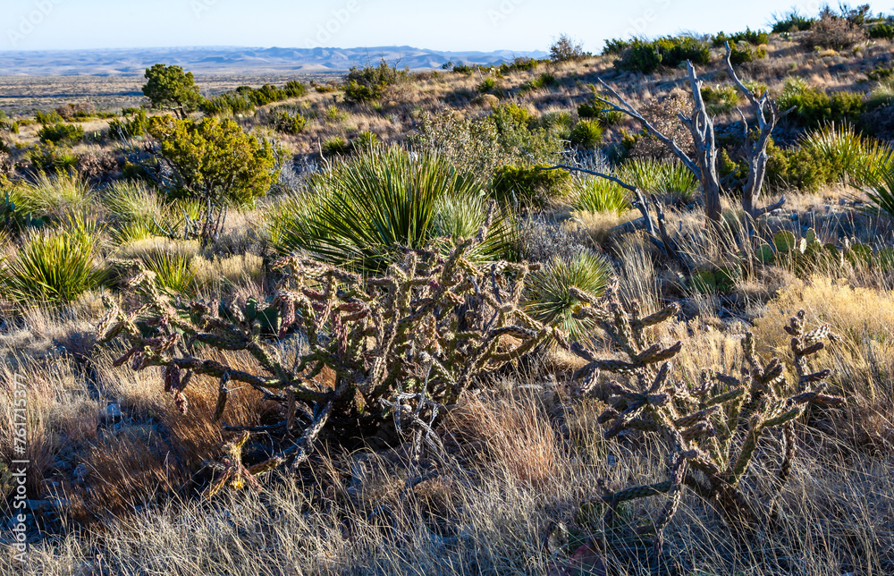 Obraz premium Tree cholla (Cylindropuntia imbricata) fruit, Guadalupe Mountains National Park, Texas