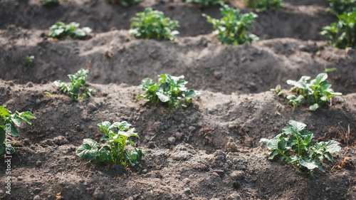 Rows of young potato plants growing in a row on a field. Growing vegetables in the soil. Home gardening. Potato field.