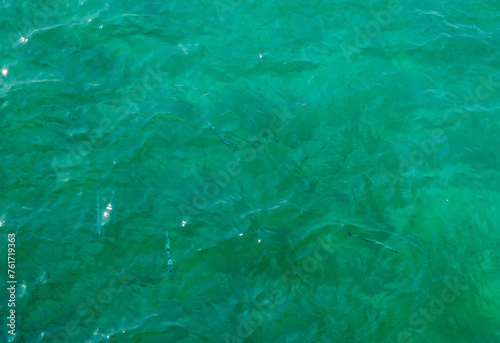 Wallpaper Mural Atlantic Ocean with fish swimming Torontodigital.ca