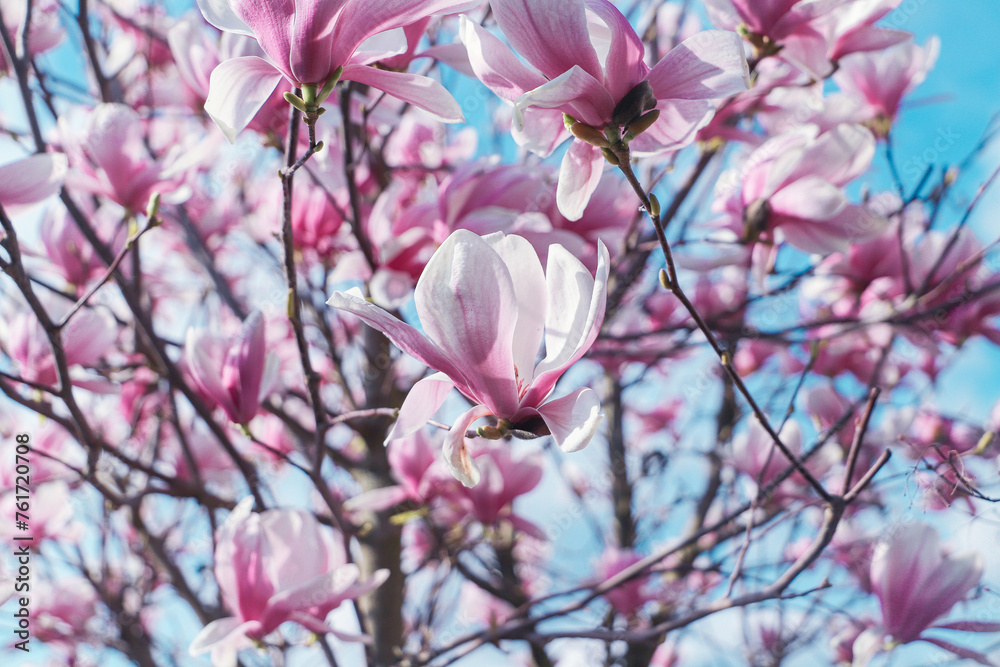 magnolia flowers with blue sky background - concept of positivity and renewal. spring magnolia flowers with blue sky background - concept of positivity and renewal. spring