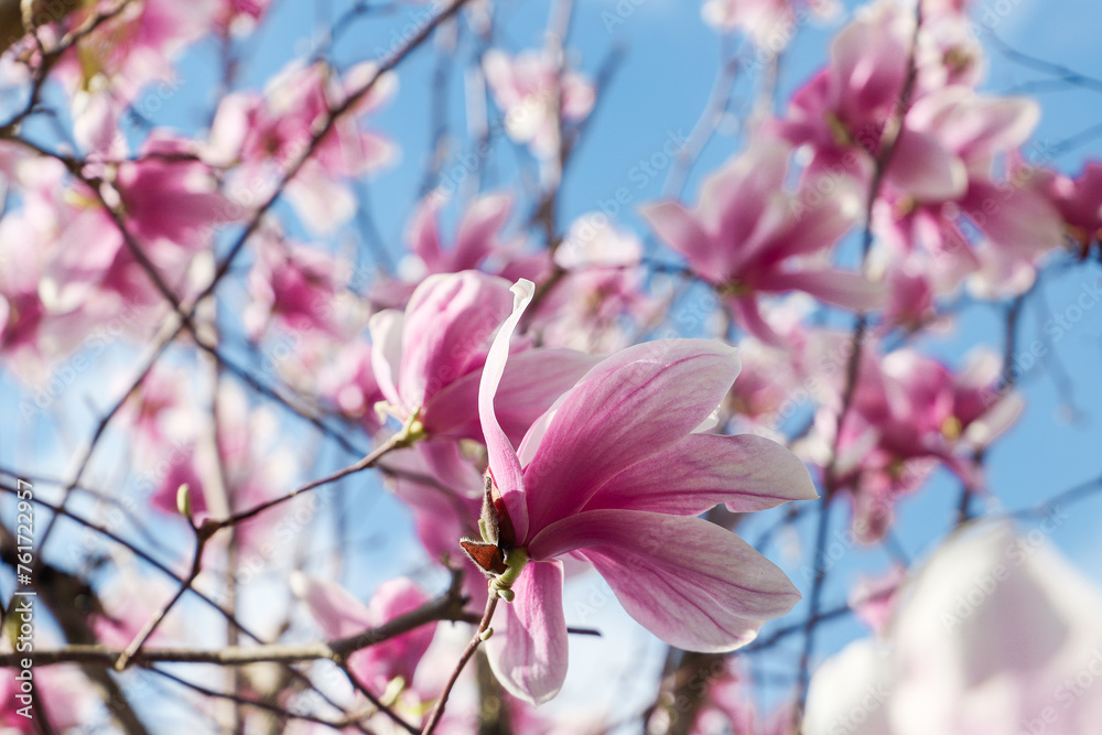 close up of the magnolia flowers with blue sky background - concept of positivity and renewal. spring close up of the magnolia flowers with blue sky background - concept of positivity and renewal. spring
