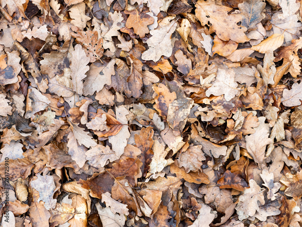 Dry oak tree leaves covering the ground. Orange and brown colors as an abstract background texture. Backdrop of a German woodlands theme in the environment. Dry oak tree leaves covering the ground. Orange and brown colors as an abstract background texture. Backdrop of a German woodlands theme in the environment.