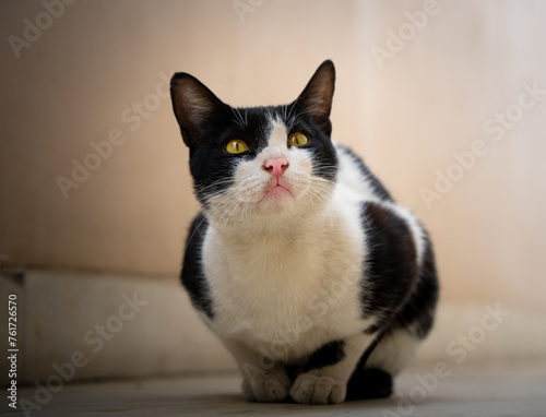 Cute Indian black and white pet stray cat closeup detailed photo