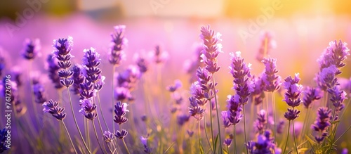 Beautiful lavender flowers in a sunny setting, with focus on nature's beauty.