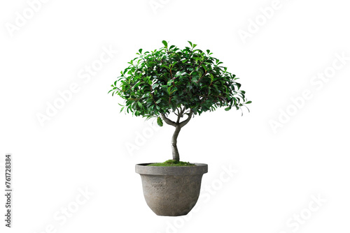 Fresh green tree in a pot
