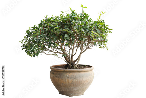 A healthy green tree in a pot