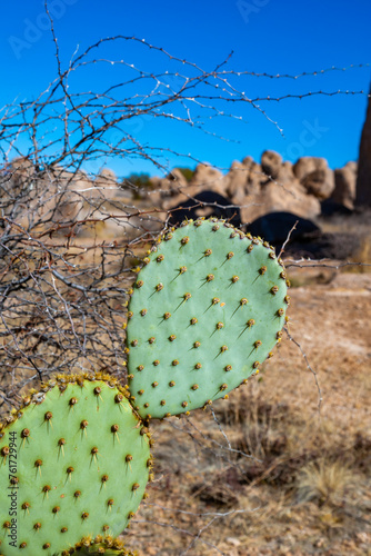 Opuntia chlorotica - lush prickly green stems of a cactus against the background of a stone desert in New Mexico photo