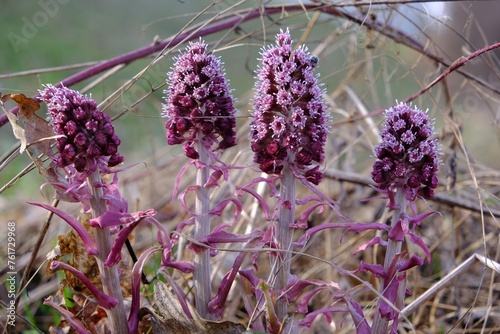 Flowers of pink butterbur (Petasites hybridus) - it is medicinal plant © Iwona