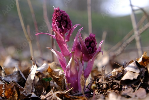 Flowers of pink butterbur (Petasites hybridus) - it is medicinal plant © Iwona