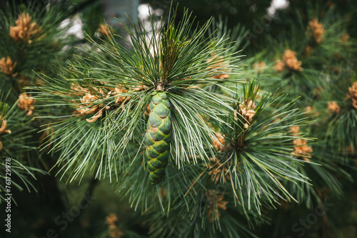 Blossom of Macedonian pine. Male pollen producing strobili. New green cone of Balkan pine. Pinus peuce. Yellow cluster pollen-bearing microstrobiles of white pine group, Pinus subgenus Strobus. photo