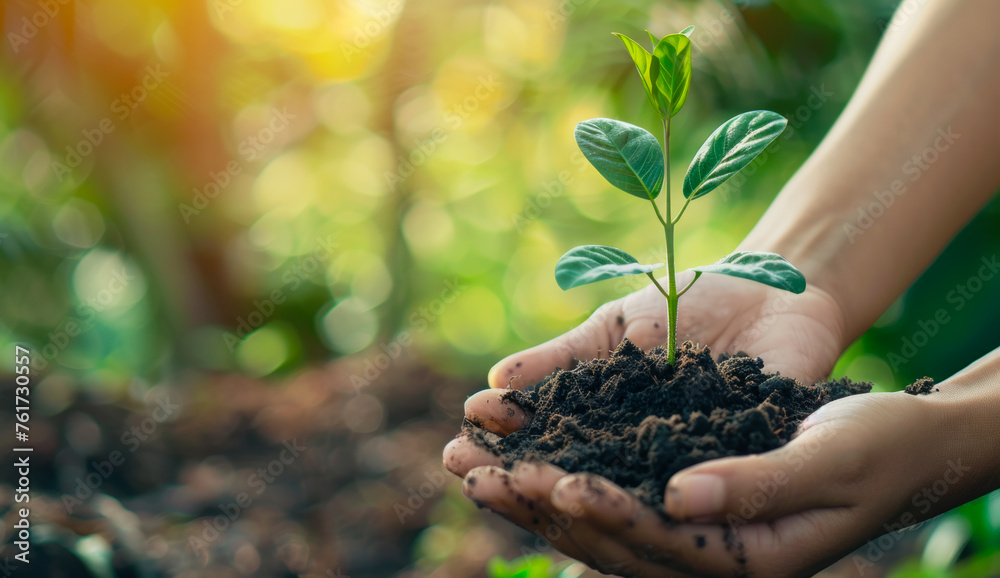 In the hands of trees growing seedlings Bokeh green Background Female hand holding tree on nature field grass Forest conservation concept In the hands of trees growing seedlings Bokeh green Background Female hand holding tree on nature field grass Forest conservation concept