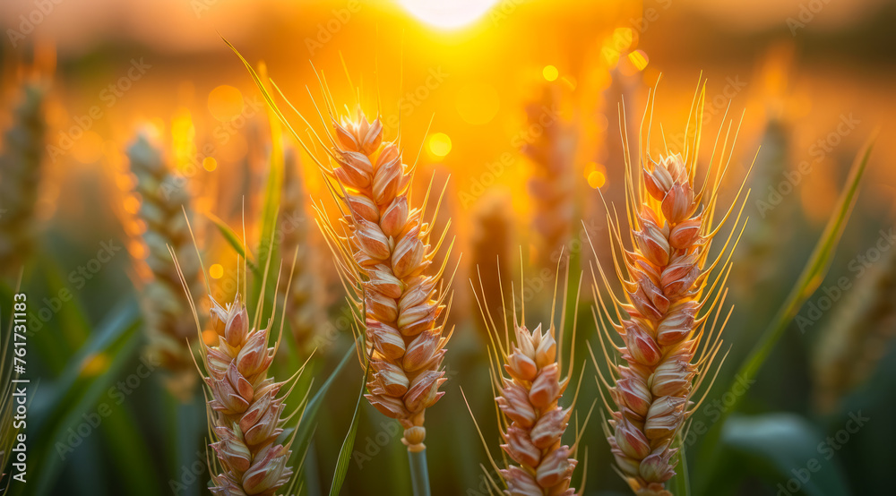 Wheat field at sunset. Ears of ripening wheat rye or other cereal plant the main source of carbohydrates grain crop - obrazy, fototapety, plakaty 