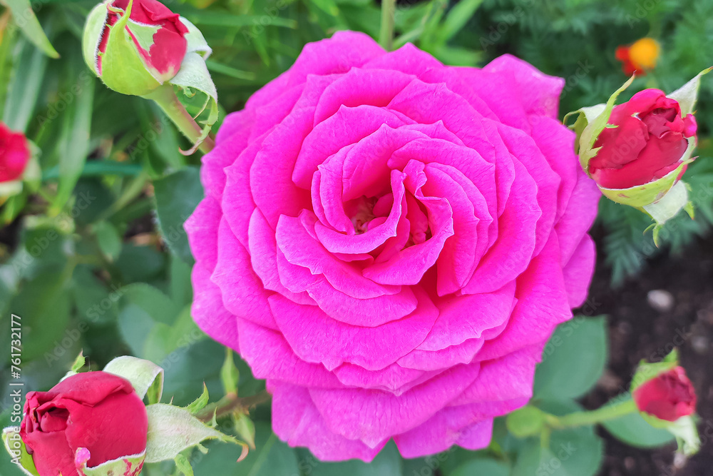 Rose. Flower. Gardening. A flowering plant. A greeting card Rose. Flower. Gardening. A flowering plant. A greeting card