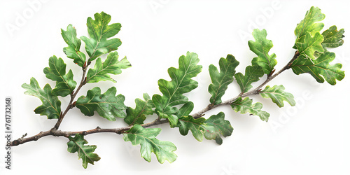 Green leaves with branch isolated on white background. almond leaves. 