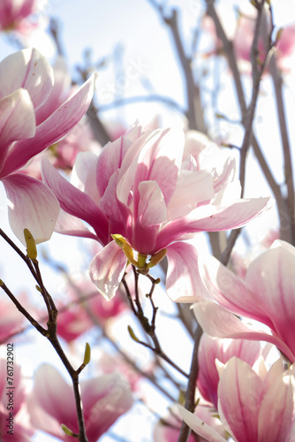 pink magnolia blossom