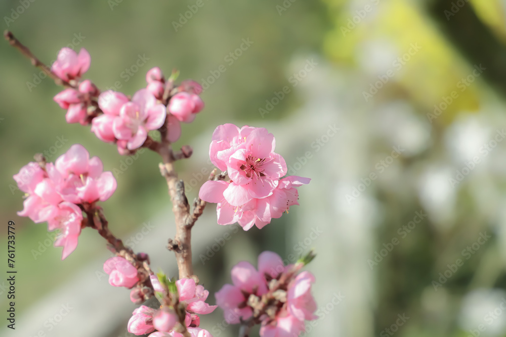 blossoming peach twigs - spring