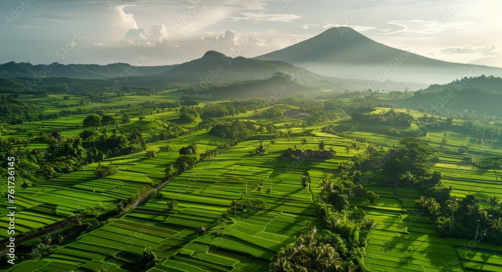 Obraz premium A birds eye view of a vast rice field stretching towards a majestic mountain in the distance.