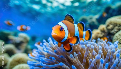  beautiful coral reef with a single clownfish in focus and a blurred underwater environment