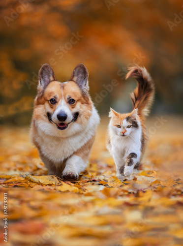 furry friends a cat and a corgi dog walk through fallen golden leaves in an a...