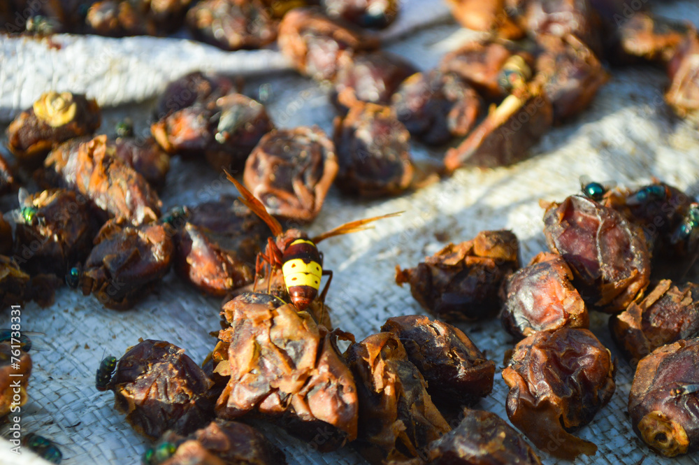 Wasp on dry dates fruit, animal close up background Wasp on dry dates fruit, animal close up background