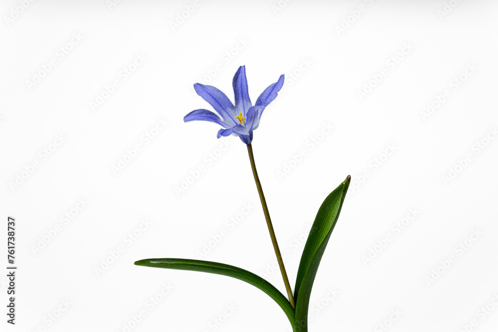 Sternhyazinthe auf weißem Hintergrund