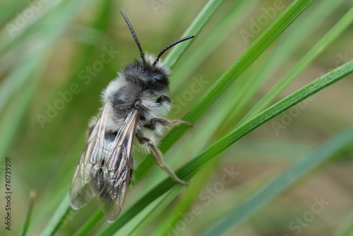 Closeup on a male Grey-backed mining bee, Andrena vaga sitting in the grass photo