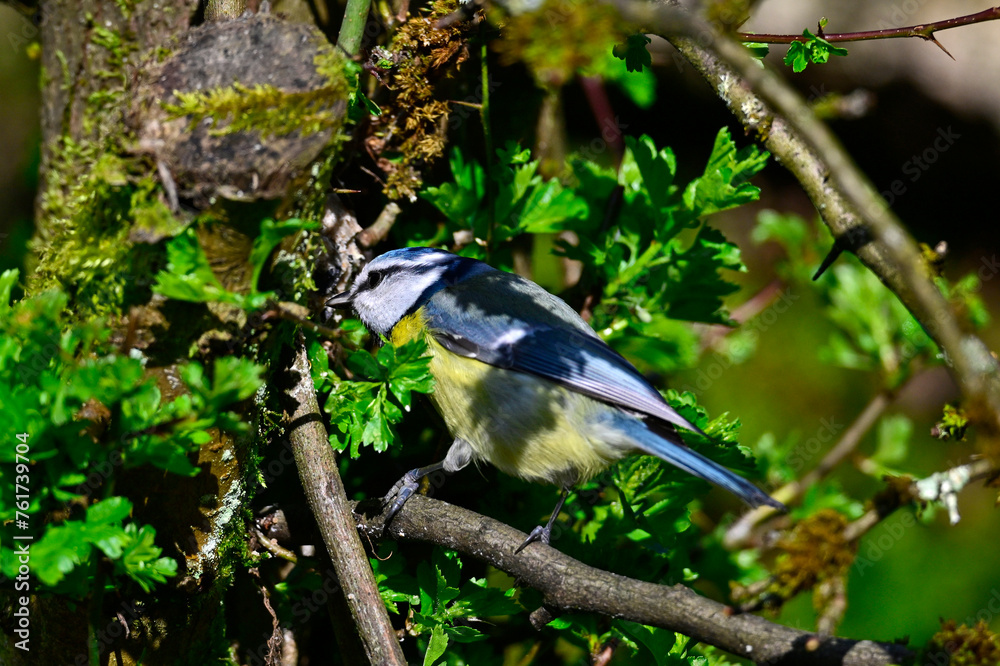 Blaumeise // Eurasian blue tit (Cyanistes caeruleus)