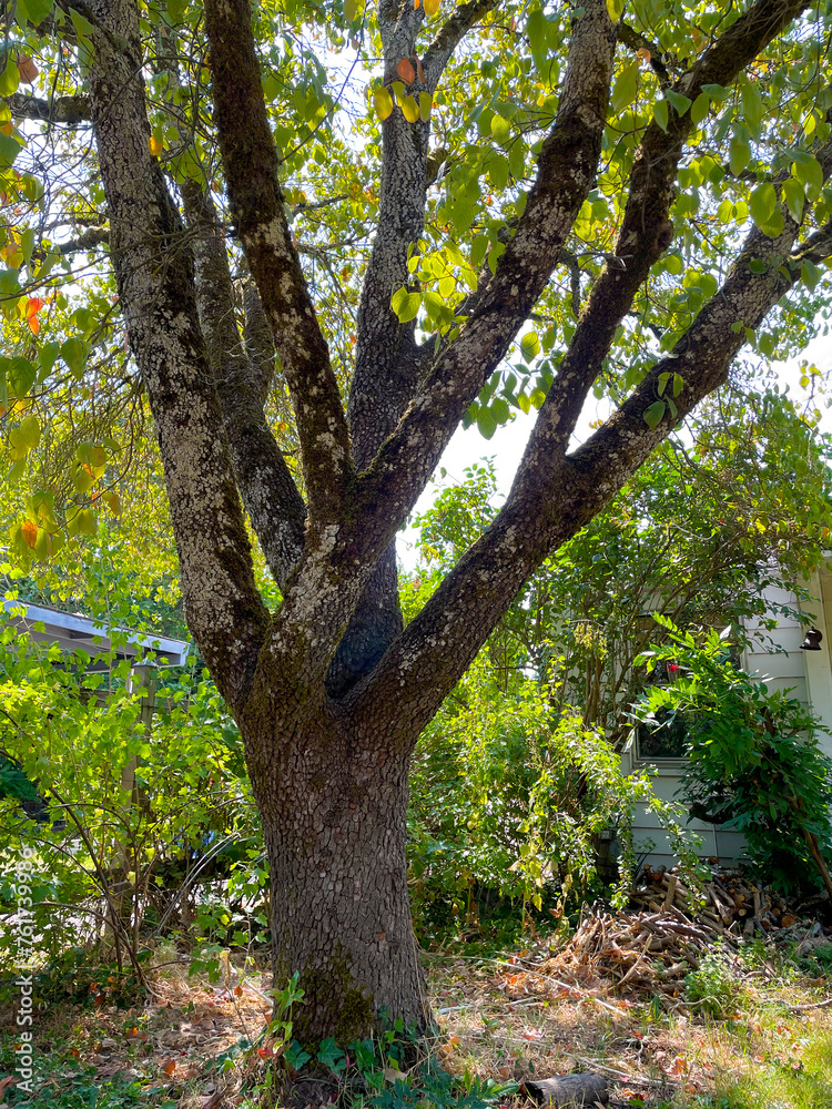 Front Yard Dogwood Tree