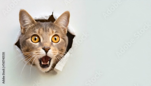  Cat with shocked surprised expression peeking through hole in cracked wall hole