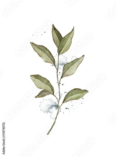 Autumn vintage plant branch with green leaves and splashes isolated on white background. Watercolor hand drawn illustration © Mimomy