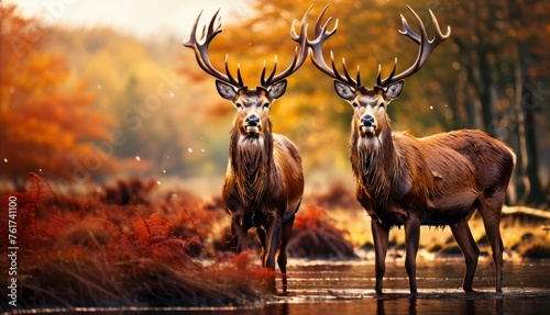  a couple of deer standing next to each other on top of a forest filled with lots of green and red leaves.