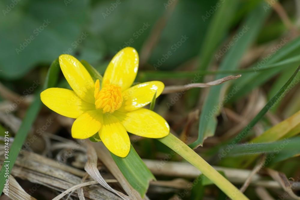 Obraz premium Closeup on the bright yellow flower of the lesser celandine or pilewort, Ficaria verna