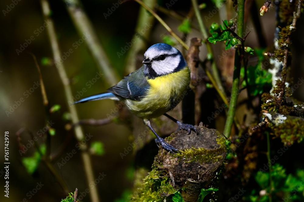 Fototapeta premium Blaumeise // Eurasian blue tit (Cyanistes caeruleus)
