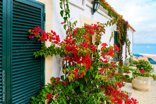 A bougainvillea plant with red blooming flowers at a whitewashed villa's sea view terrace along the Portuguese Riviera at the village of Cascais, Portugal. © Kirk Fisher