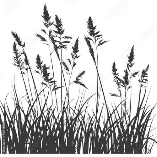 Silhouette Grass natural plant as background black color only