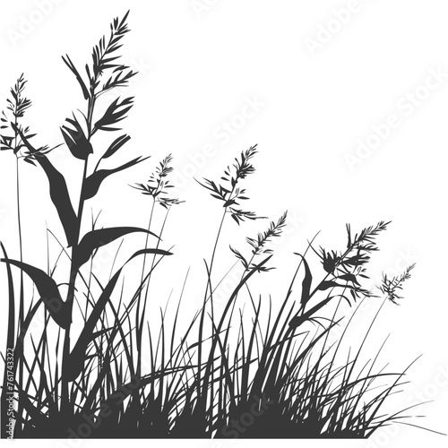 Silhouette Grass natural plant as background black color only