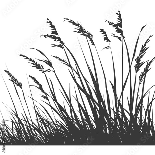Silhouette Grass natural plant as background black color only