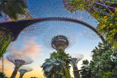 the famous Supertree Grove in Singapore photo