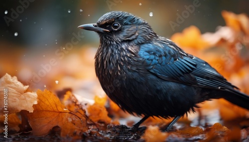  a black bird sitting on top of a pile of leaves on top of a pile of brown and orange leaves.