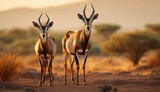  a couple of gazelle standing next to each other on a dirt field with a mountain in the back ground.