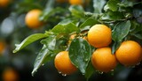  a bunch of oranges hanging from a tree with water droplets on them and green leaves on the top of them.